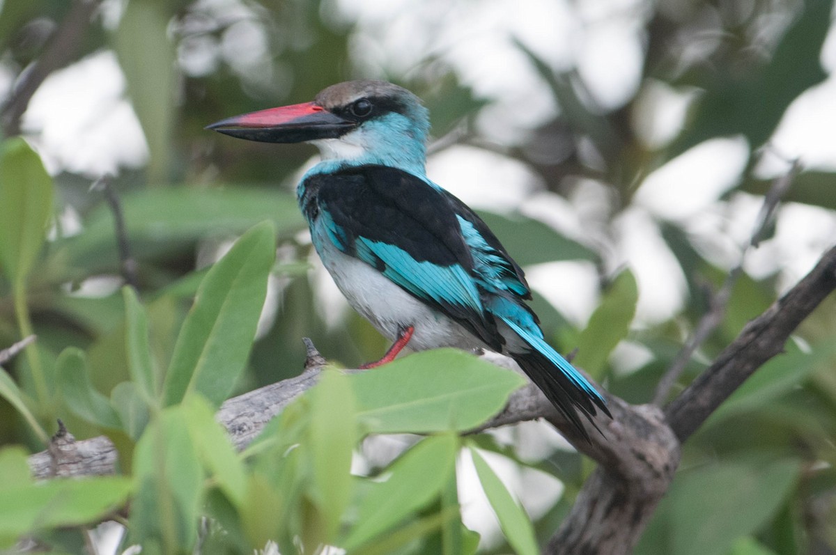 Blue-breasted Kingfisher - ML626322860