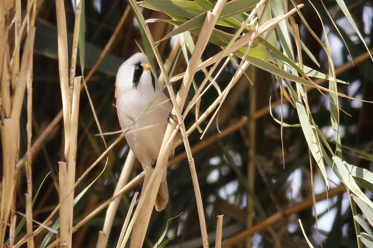 Bearded Reedling - ML626322956