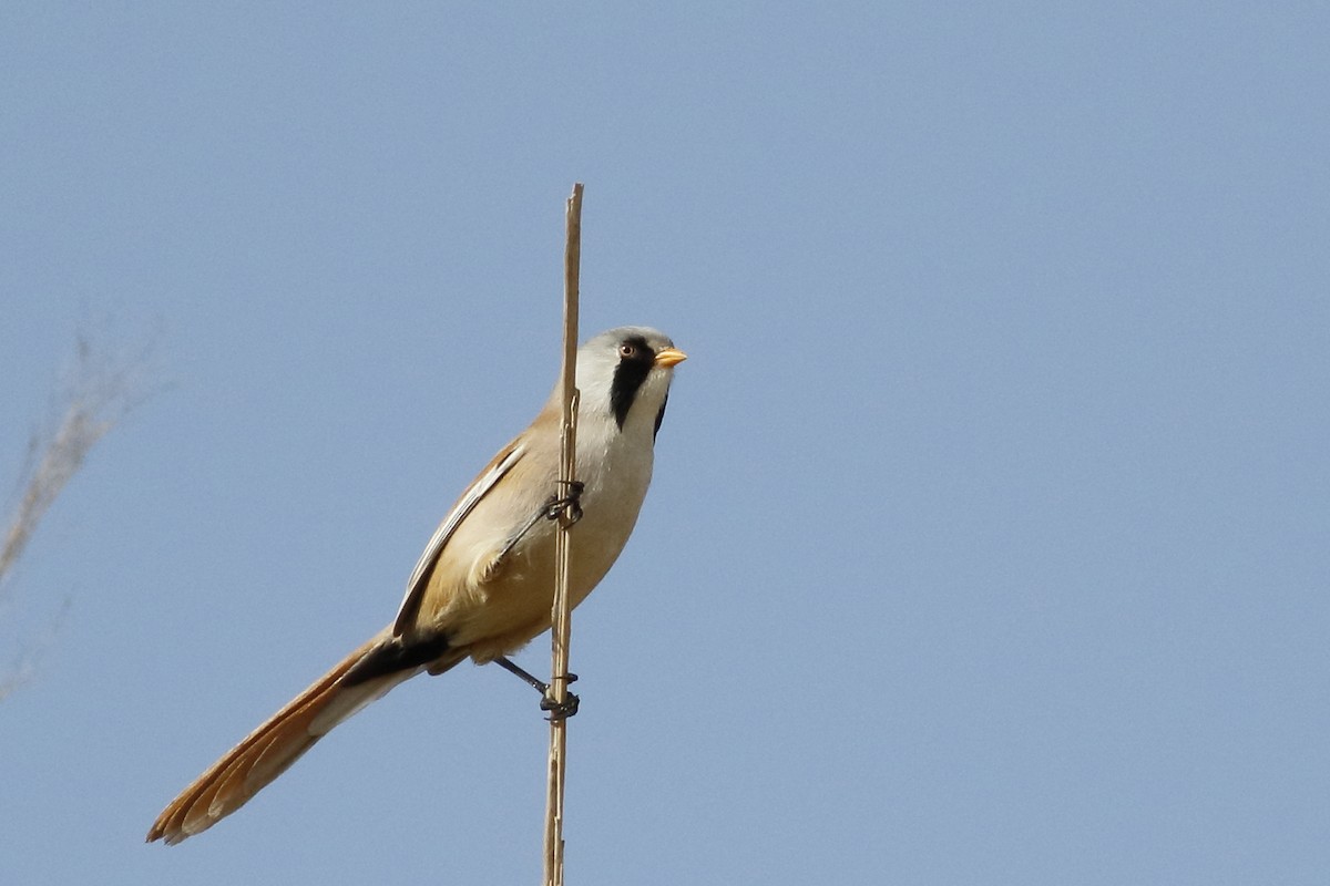 Bearded Reedling - ML626322957