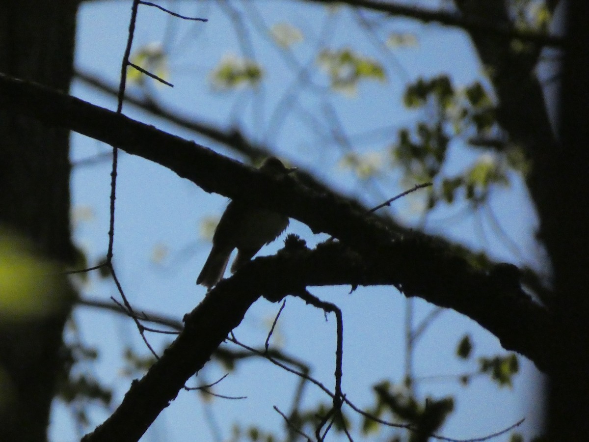 Wood Thrush - ML626323088