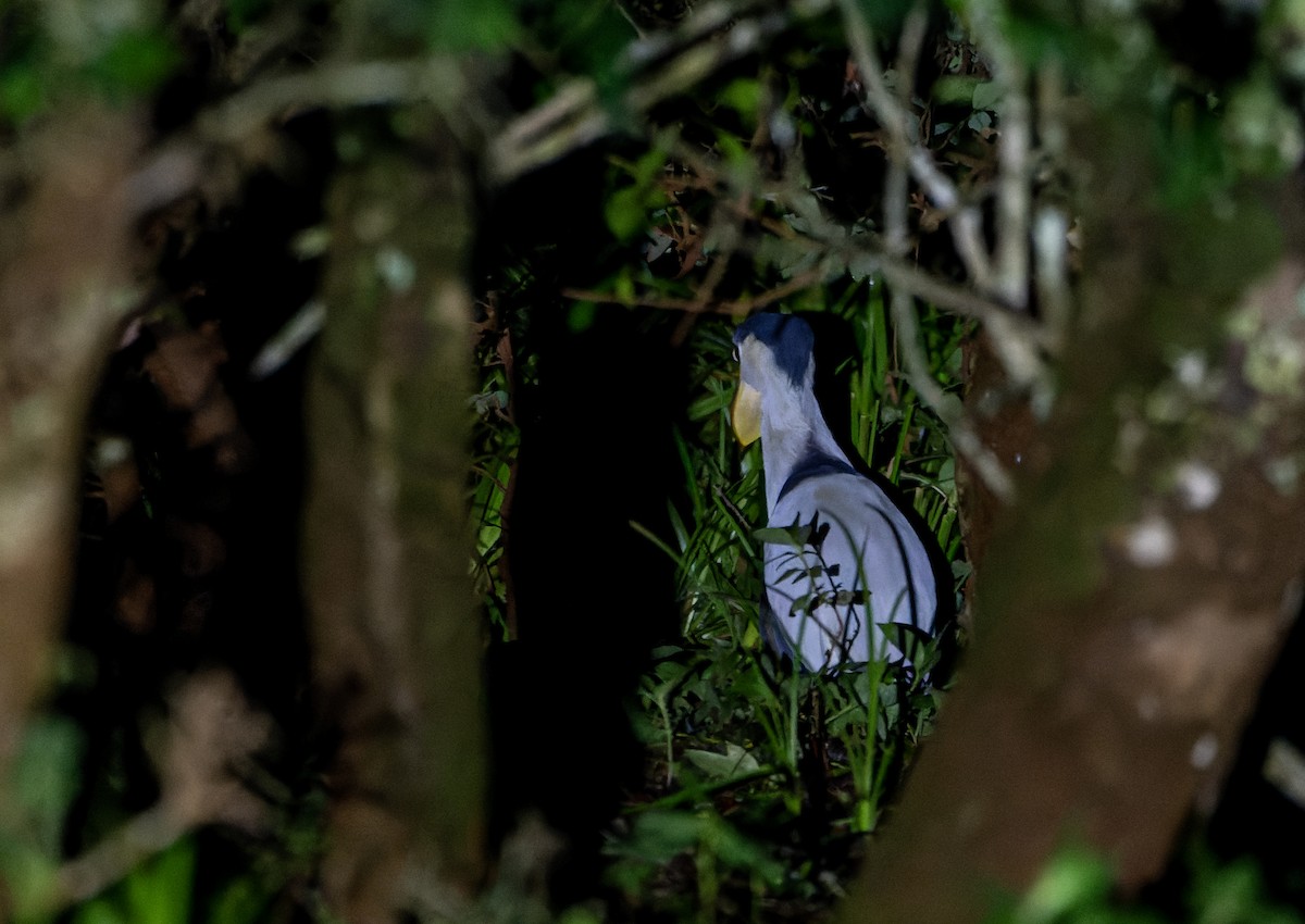 Boat-billed Heron - ML626323193