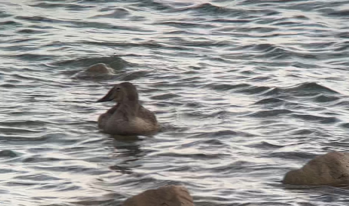 King Eider - ML626323315