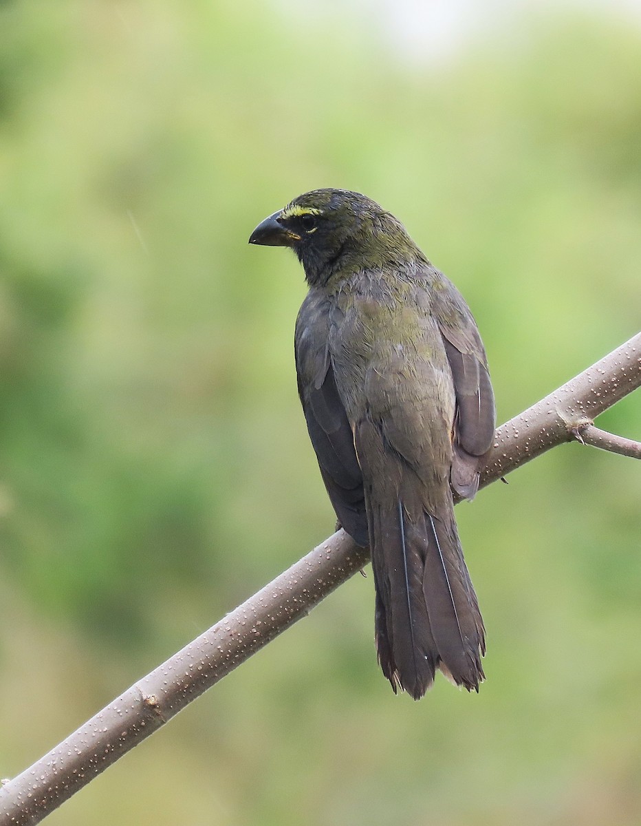 Cinnamon-bellied Saltator - ML626323326