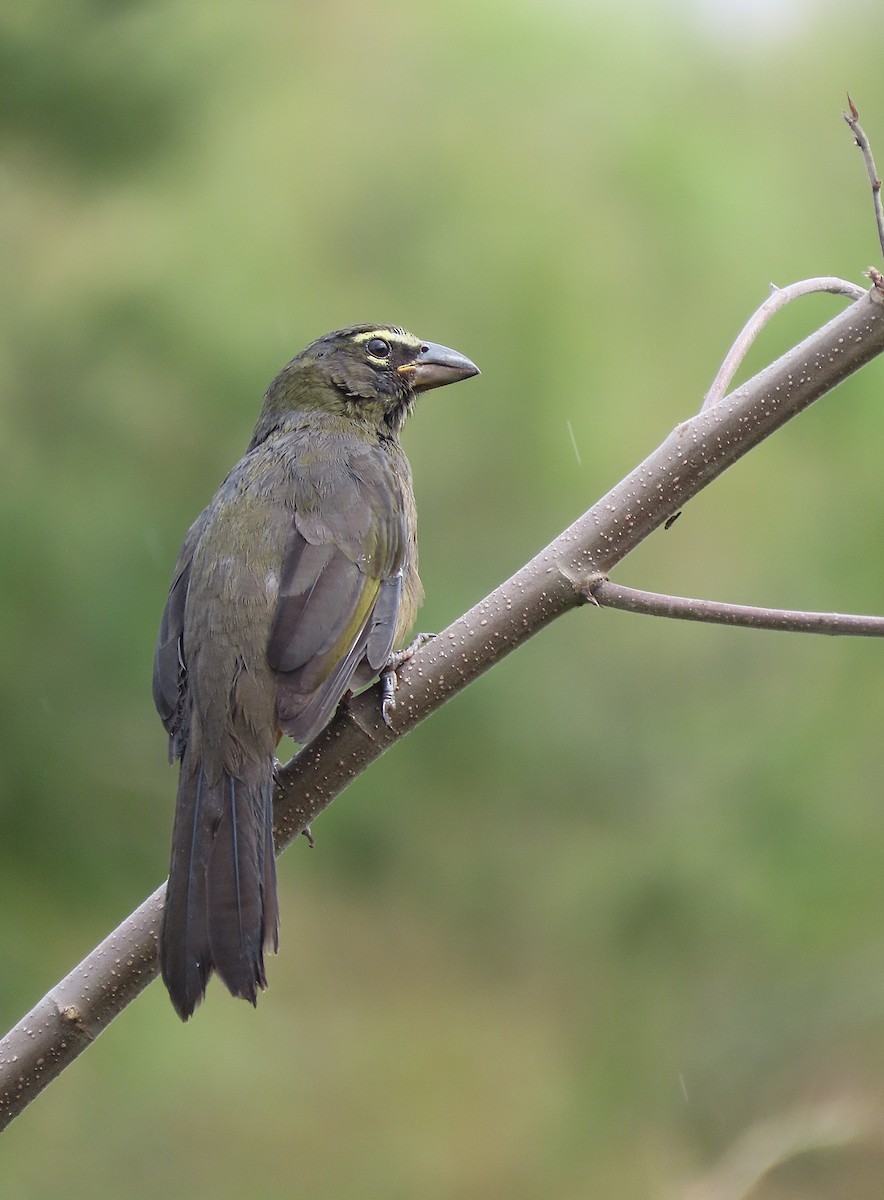 Cinnamon-bellied Saltator - ML626323327