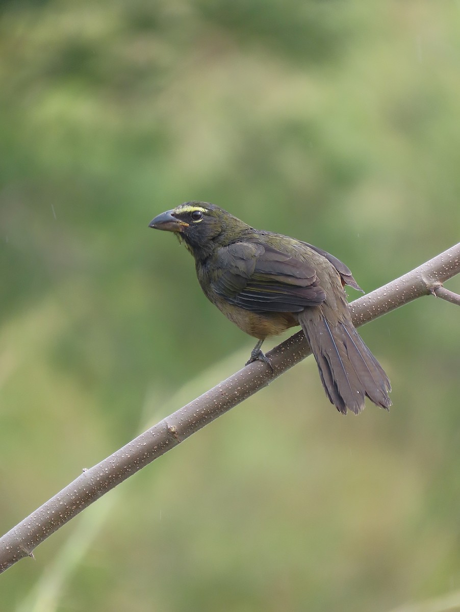 Cinnamon-bellied Saltator - ML626323328