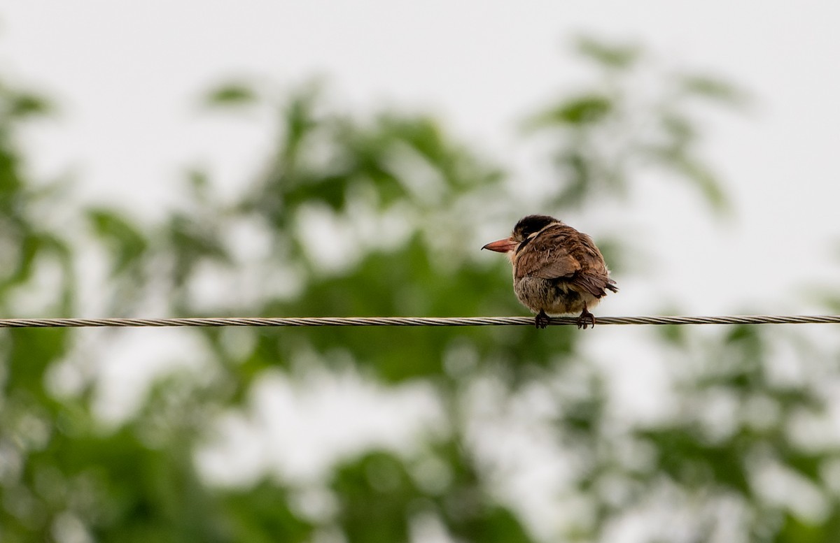 White-eared Puffbird - ML626323361