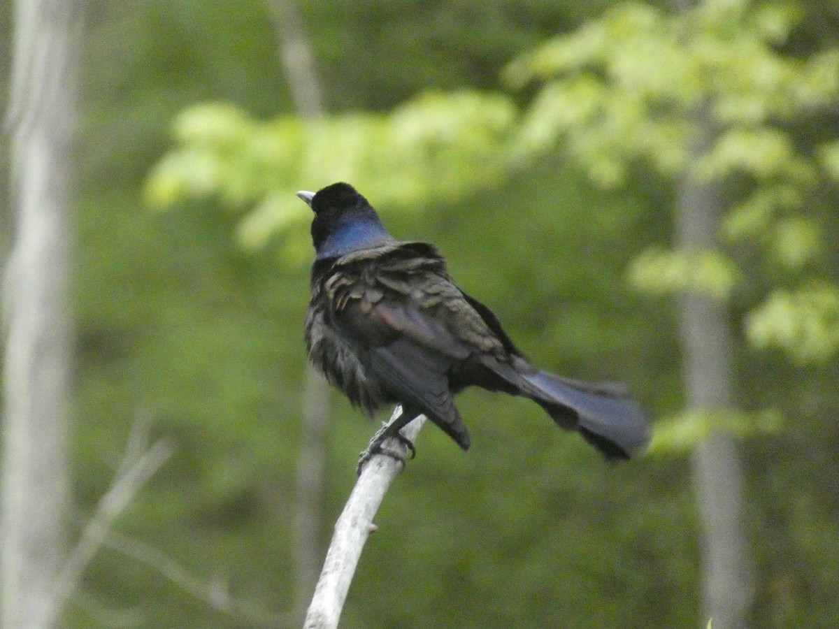 Common Grackle - ML626323440