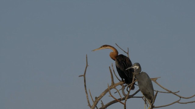 afrikaslangehals - ML626323516