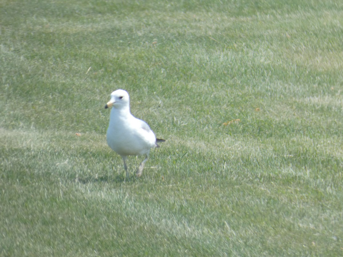 Ring-billed Gull - ML626323534