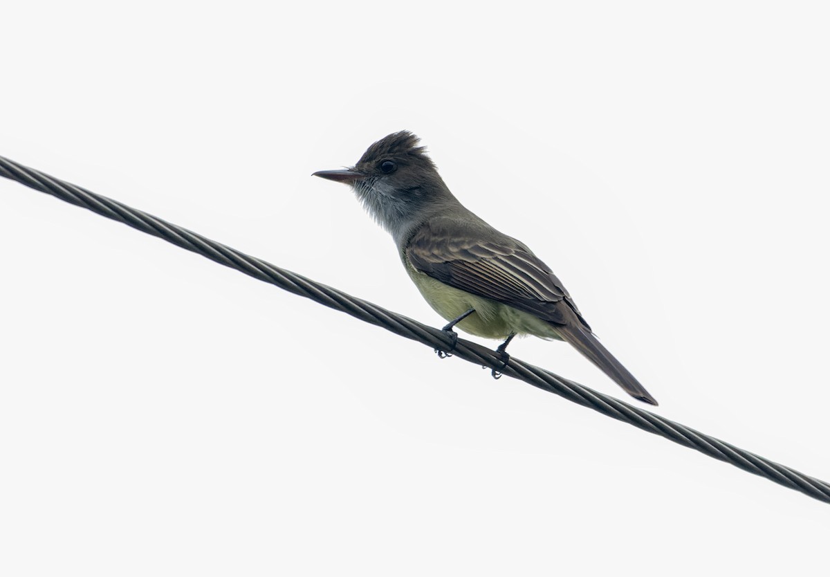 Swainson's Flycatcher - ML626323555