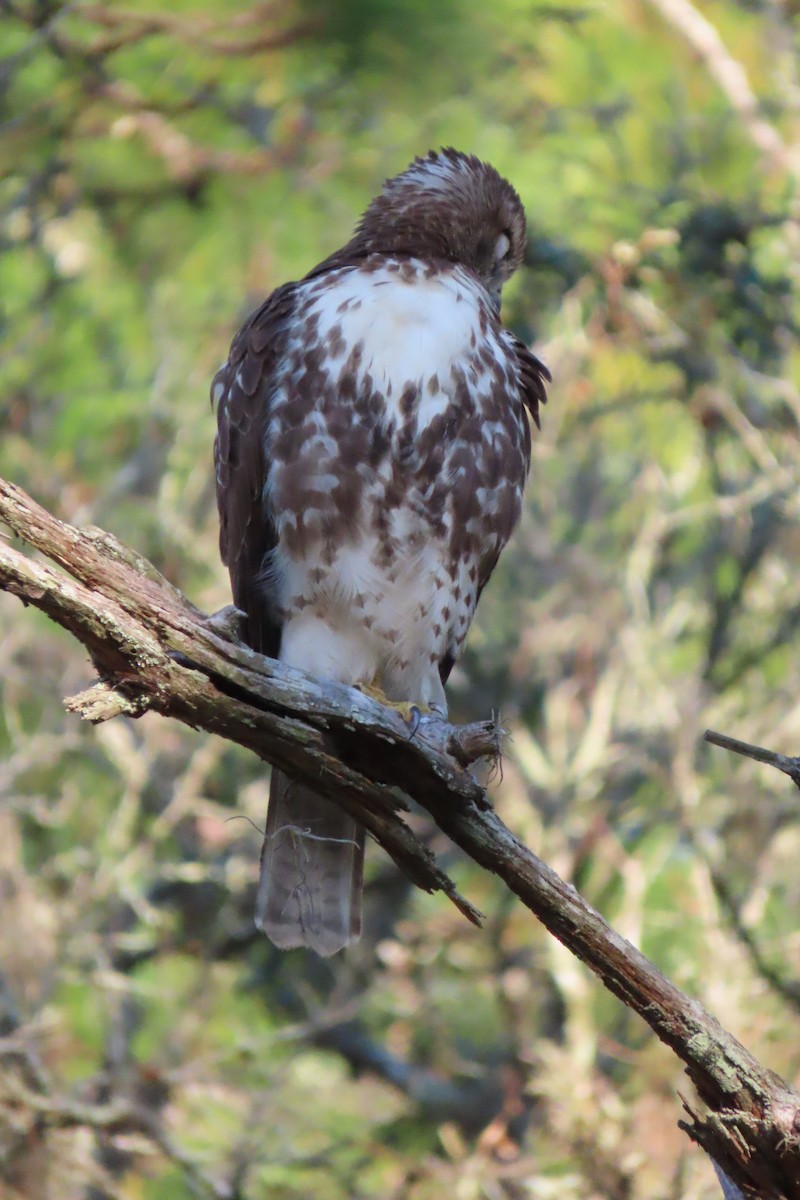 Red-tailed Hawk - ML626323628