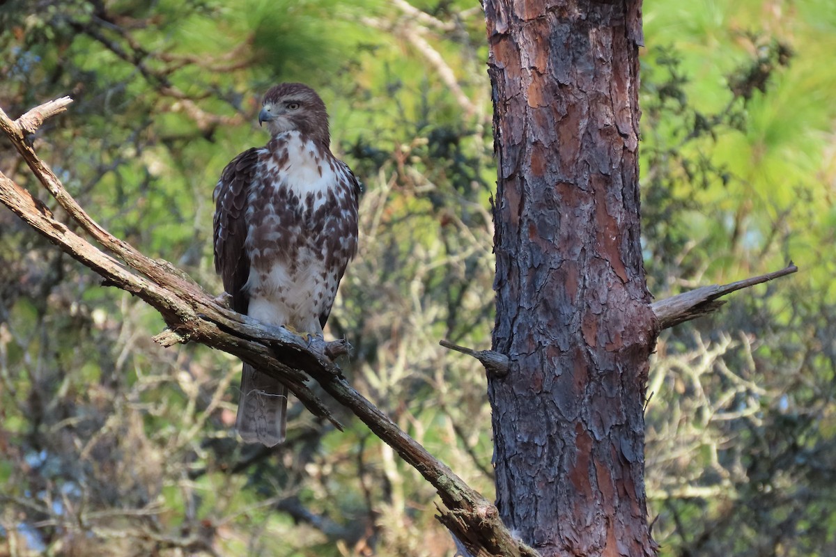 Red-tailed Hawk - ML626323629