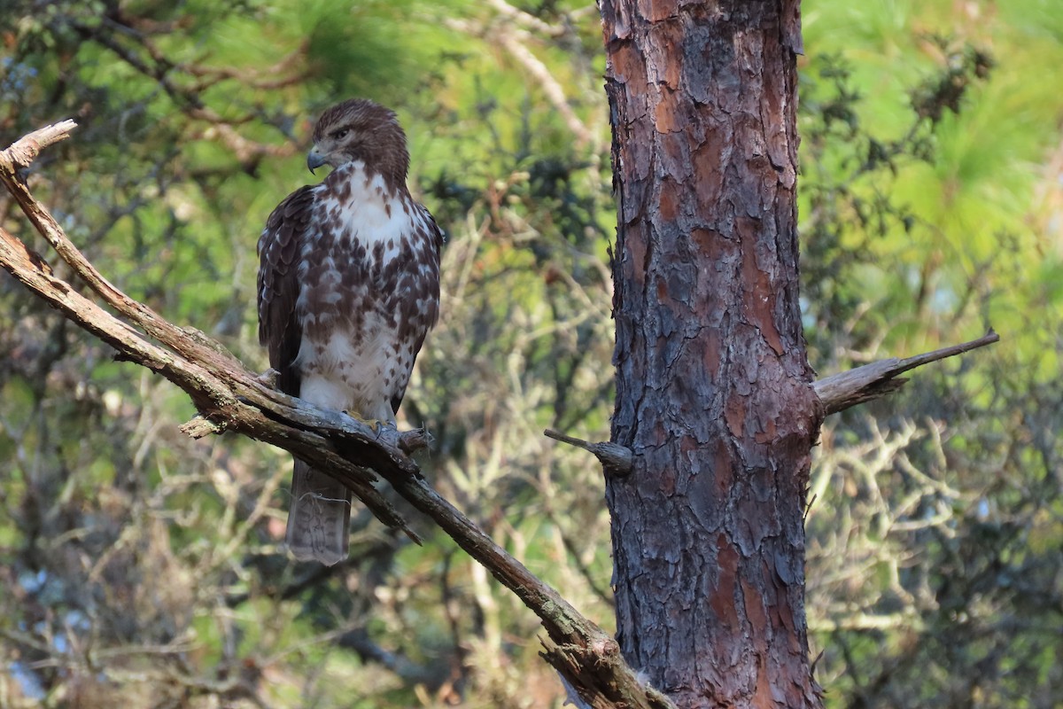 Red-tailed Hawk - ML626323630
