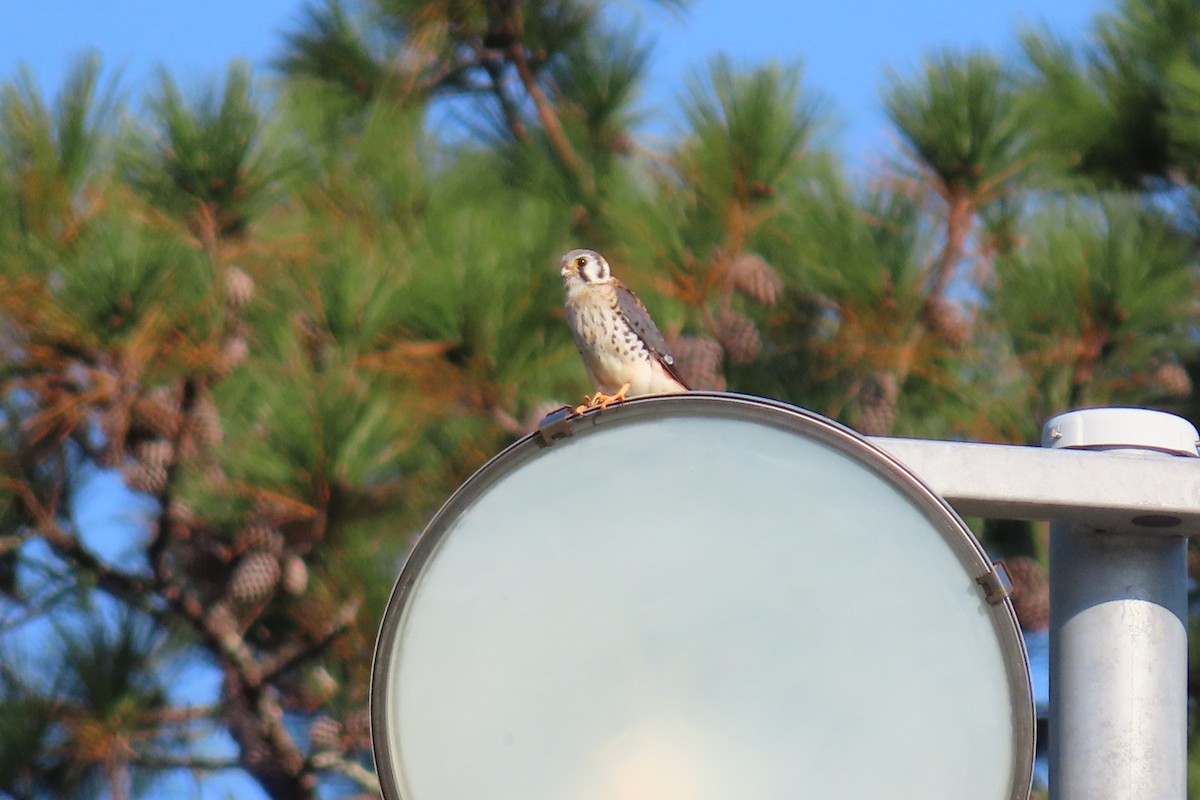 American Kestrel - ML626323652