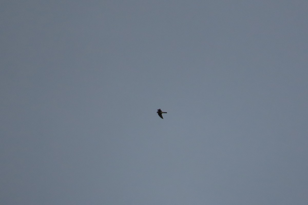 American Kestrel - ML626323691