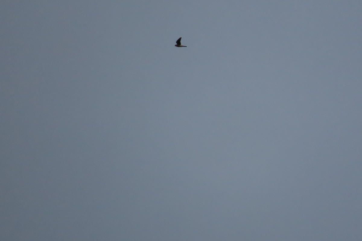 American Kestrel - ML626323692