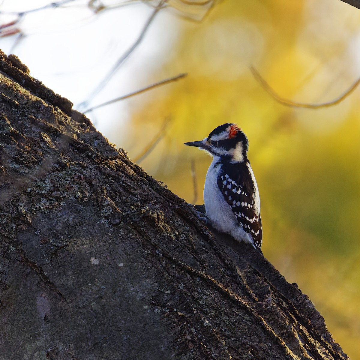 Downy Woodpecker - ML626323784