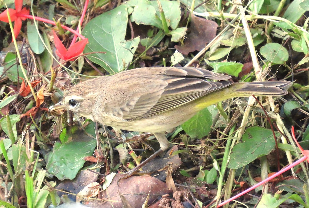 Palm Warbler (Western) - ML626323795