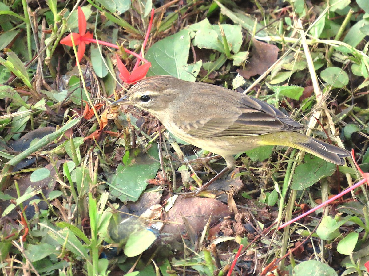 Palm Warbler (Western) - ML626323800