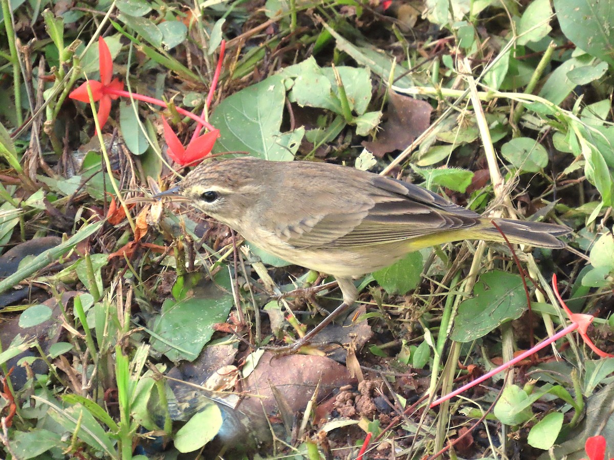Palm Warbler (Western) - ML626323801