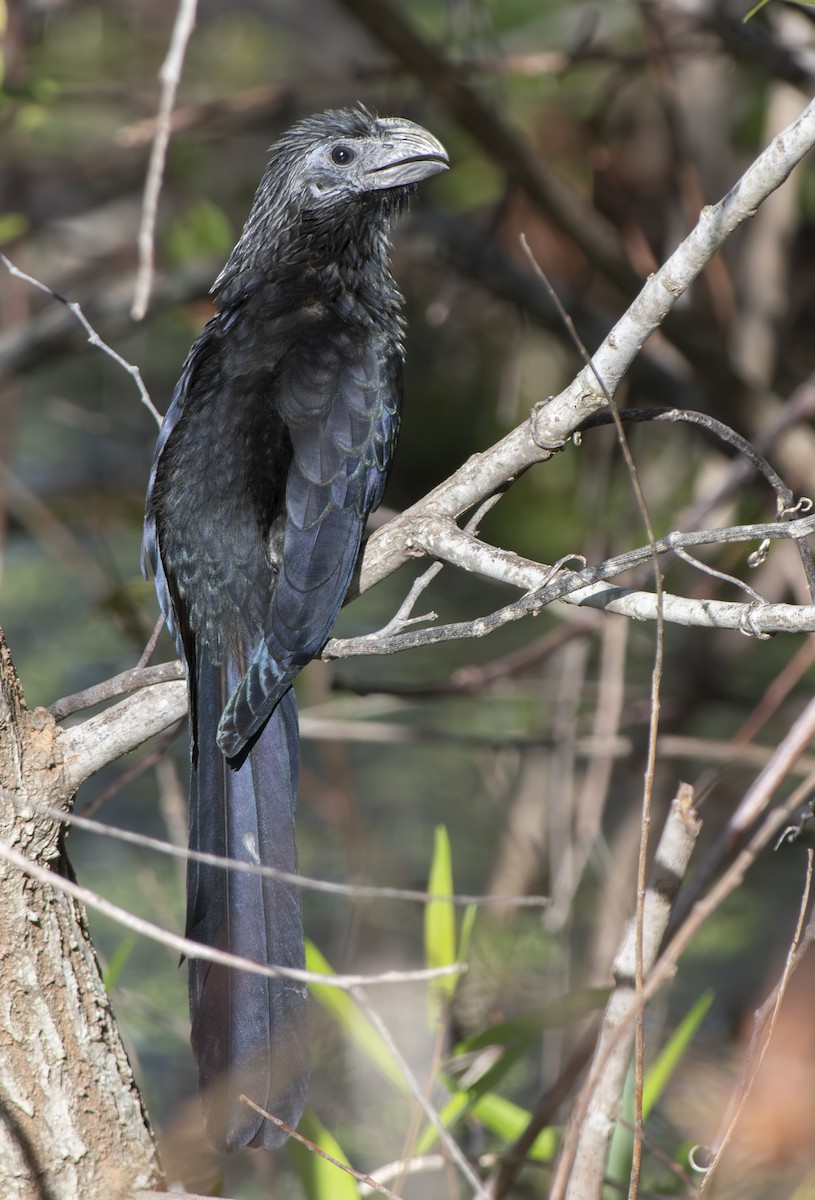 Groove-billed Ani - ML626323833