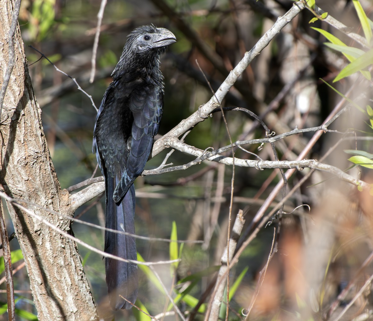 Groove-billed Ani - ML626323834