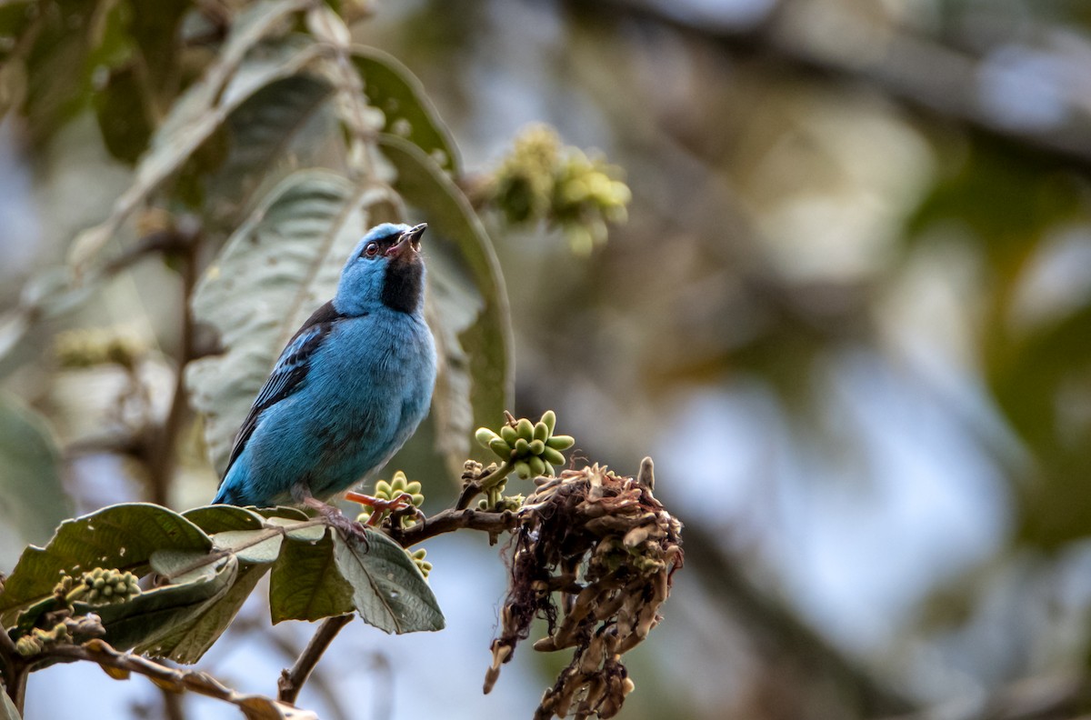 Blue Dacnis - ML626323835