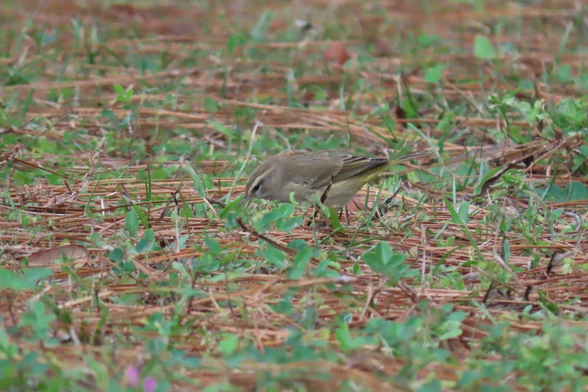 Palm Warbler - ML626323860