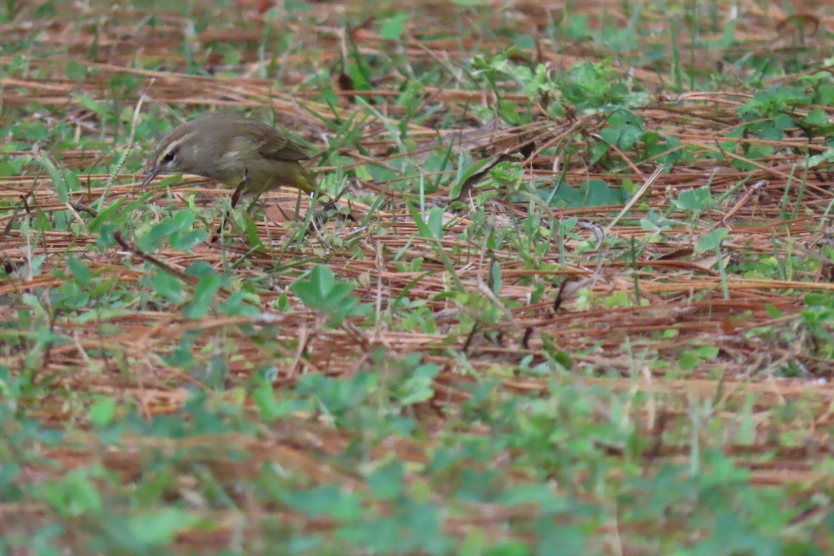 Palm Warbler - ML626323861