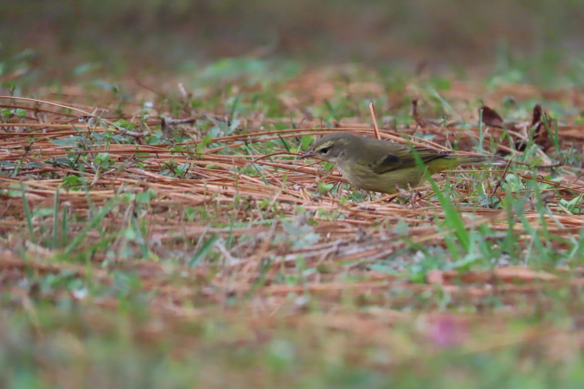 Palm Warbler - ML626323862