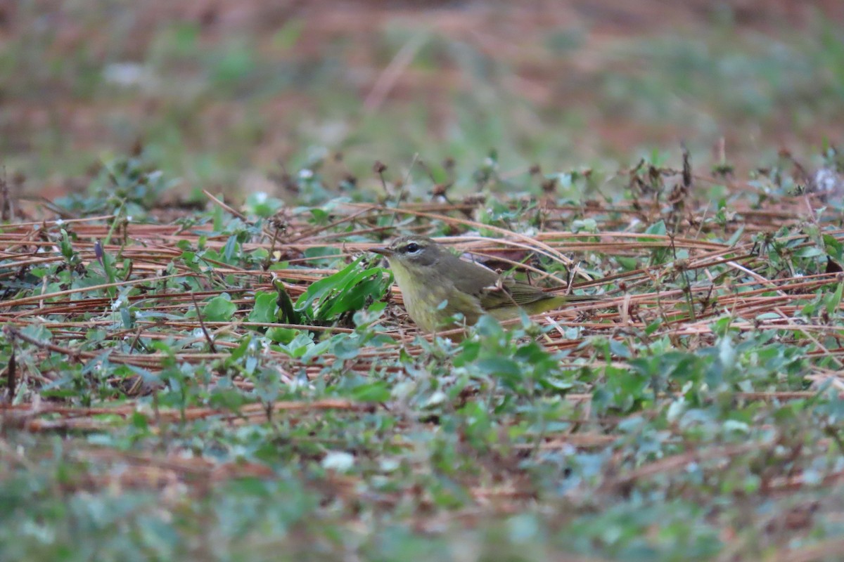 Palm Warbler - ML626323863