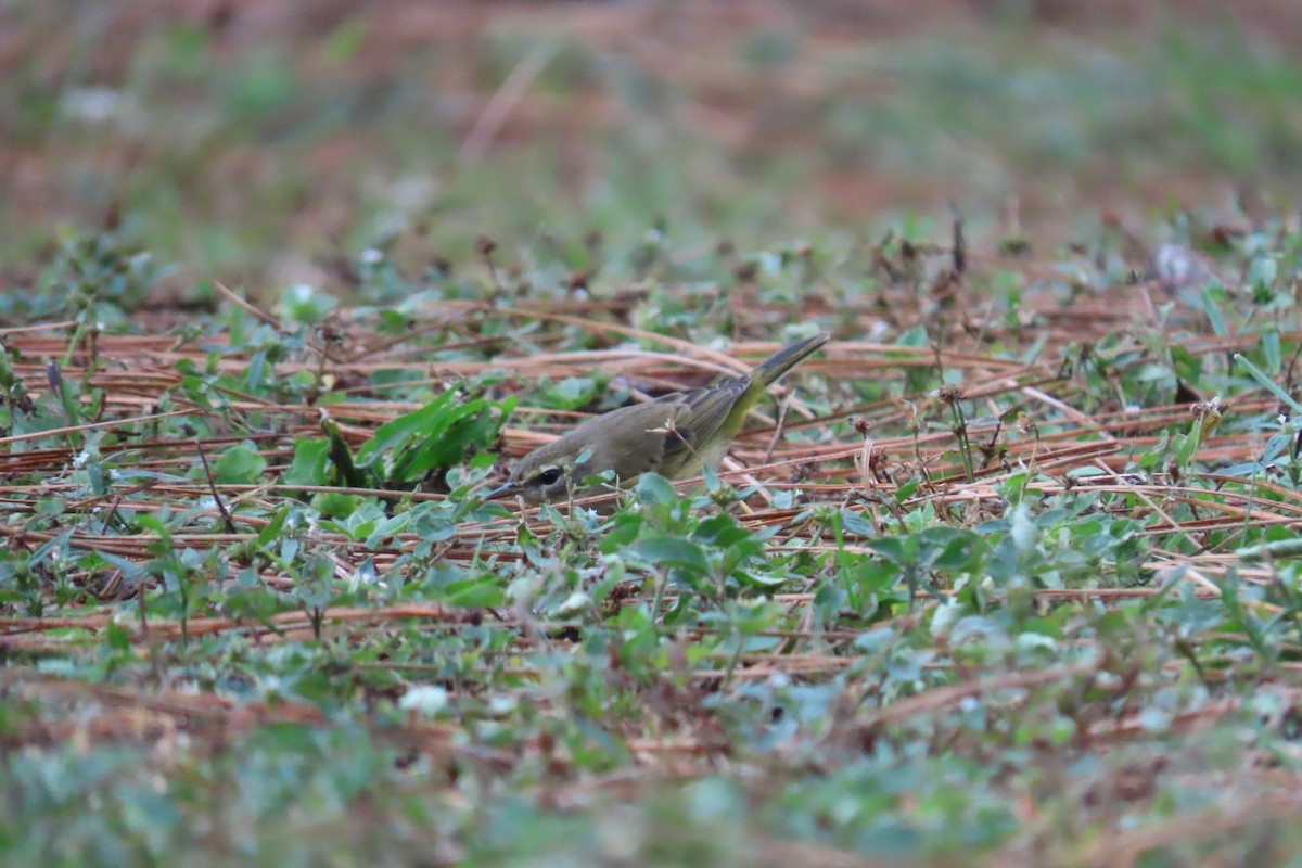 Palm Warbler - ML626323866