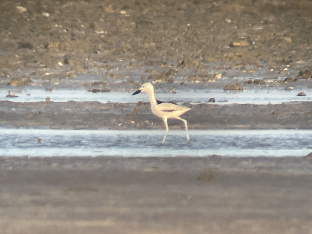 Crab-Plover - ML626323903