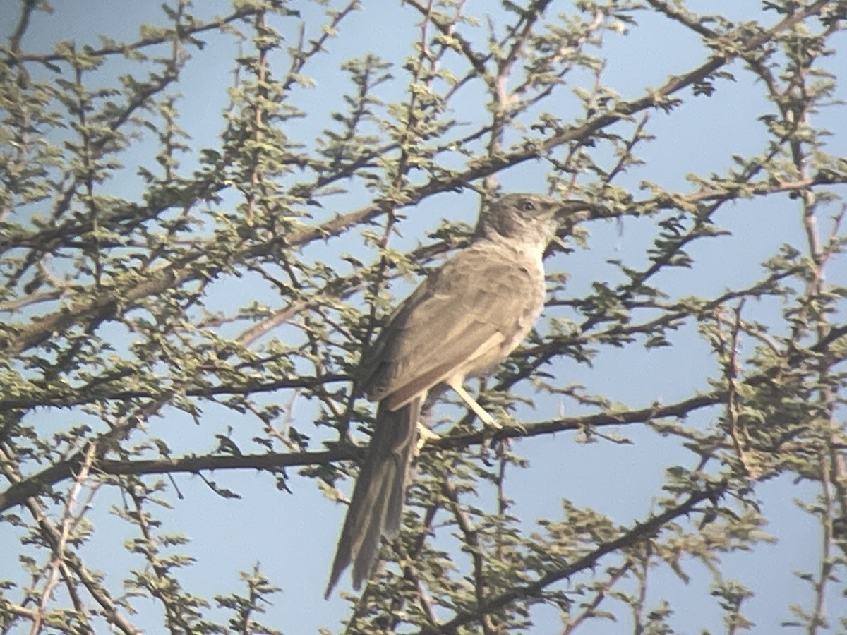 Arabian Babbler - ML626324093