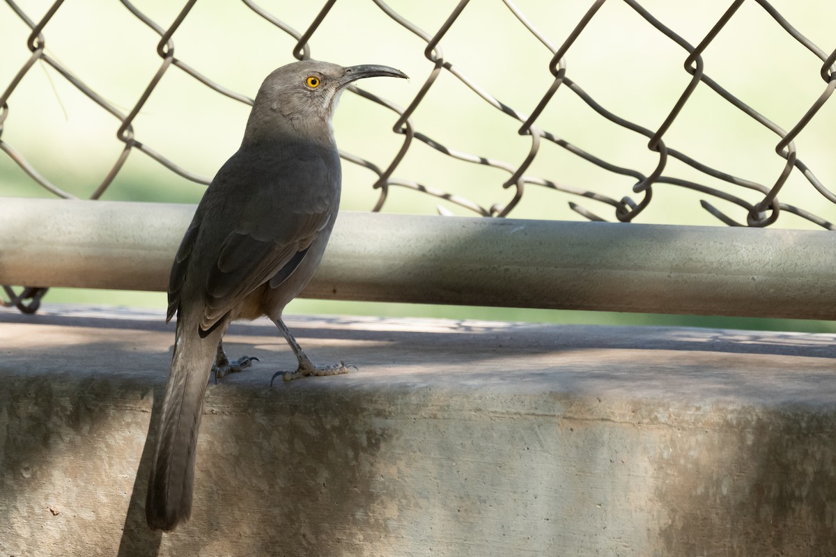 Curve-billed Thrasher - ML626324140