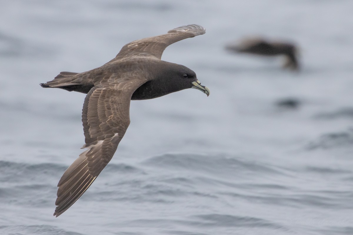 White-chinned Petrel - ML626324167