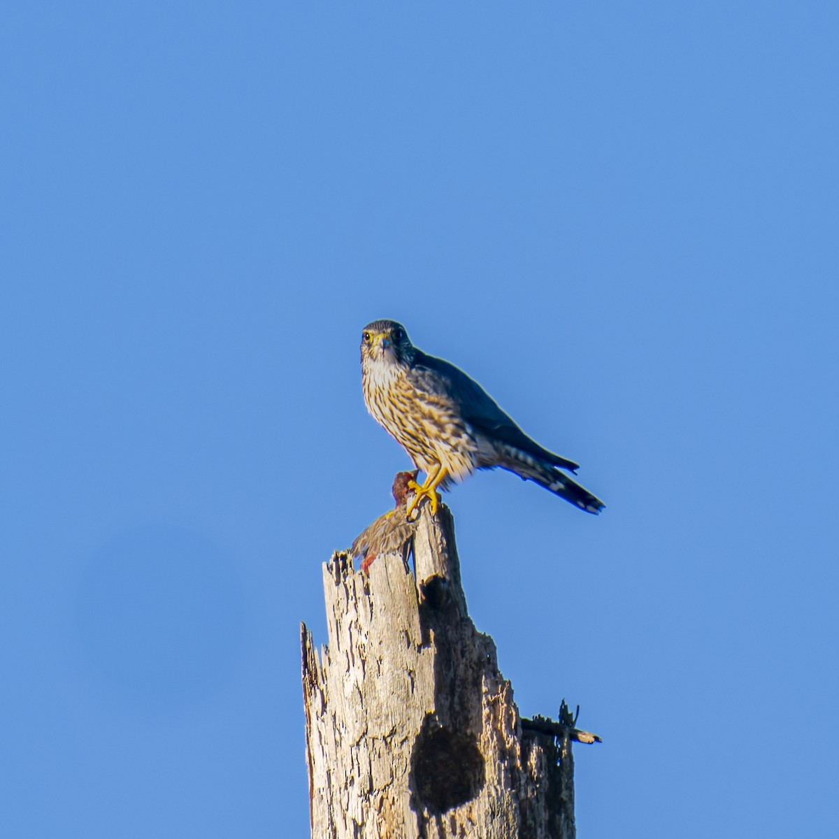 Merlin - ML626324173