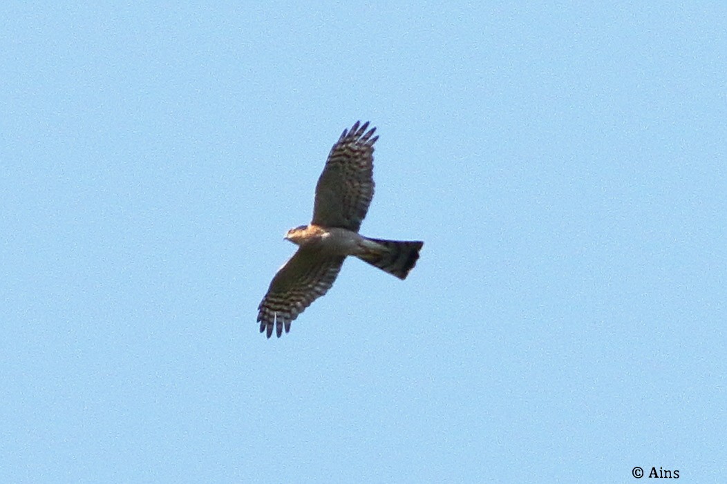 Eurasian Sparrowhawk - ML626324232