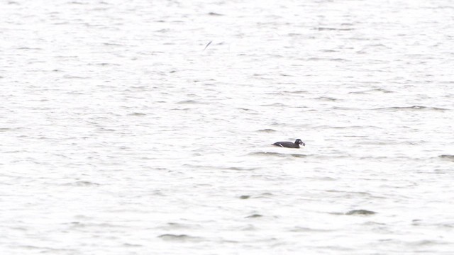 Macreuse brune - ML626324488