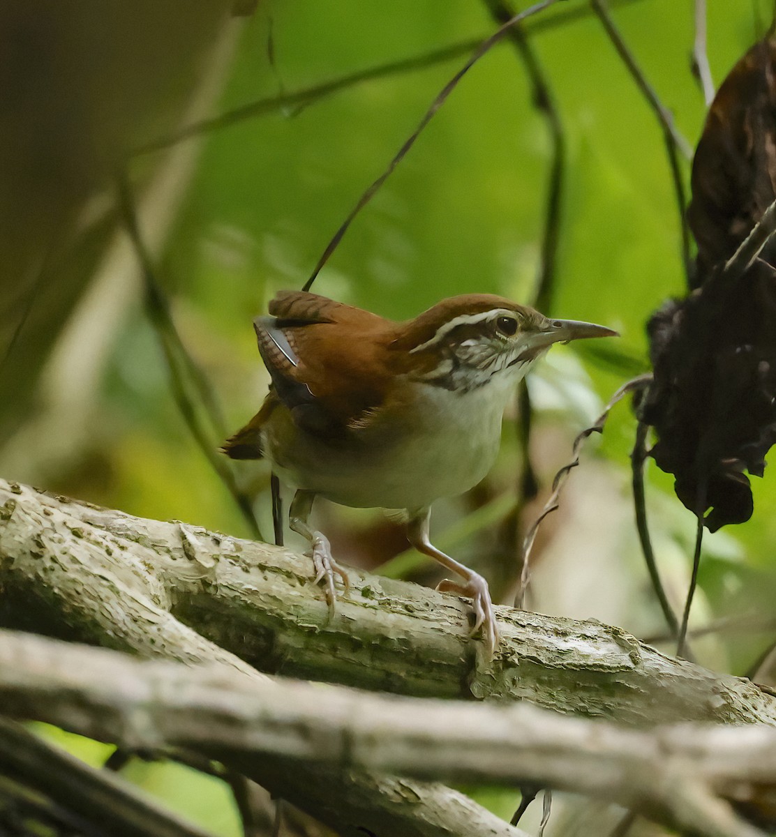 Rufous-and-white Wren - ML626324531