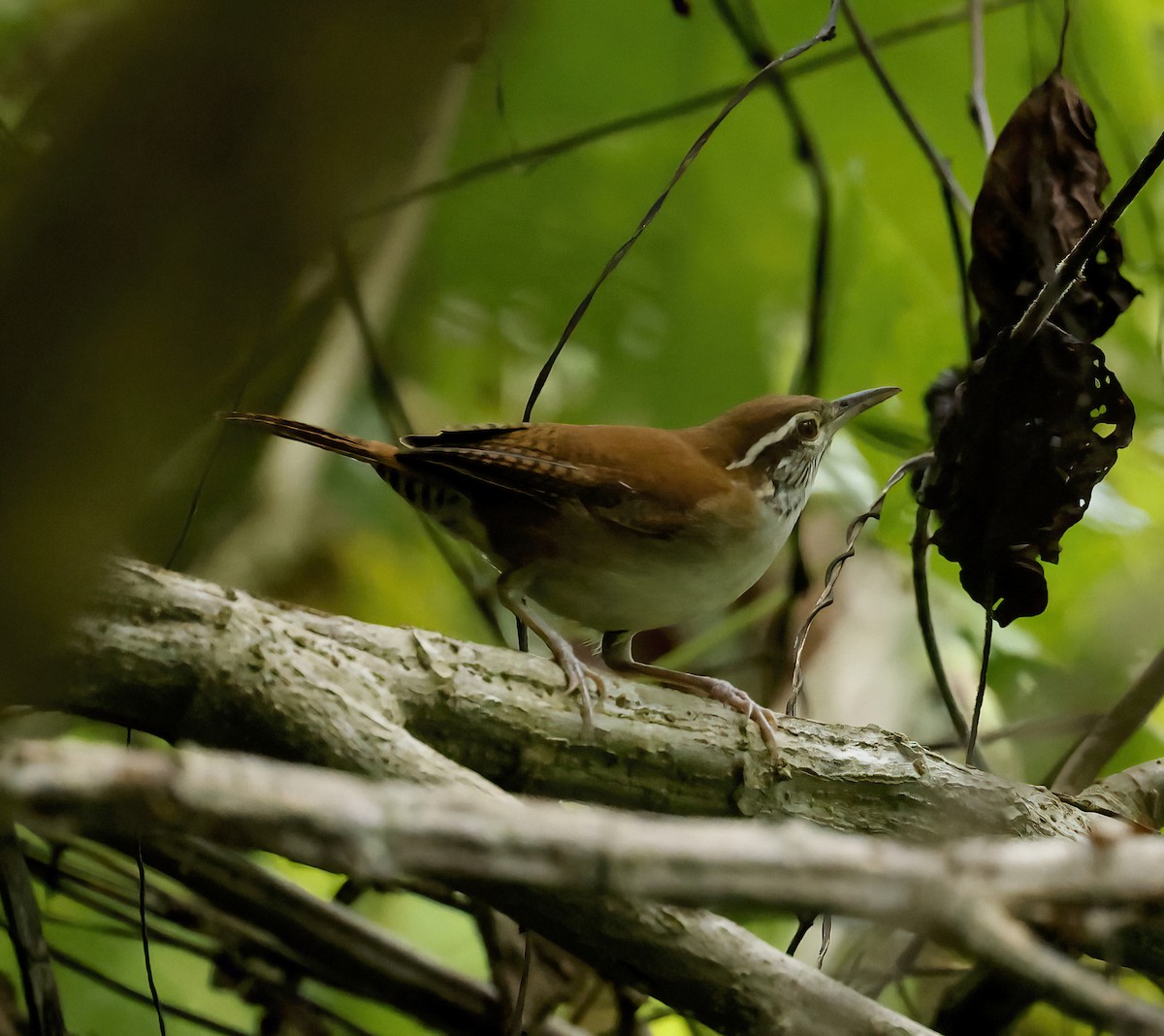 Rufous-and-white Wren - ML626324545