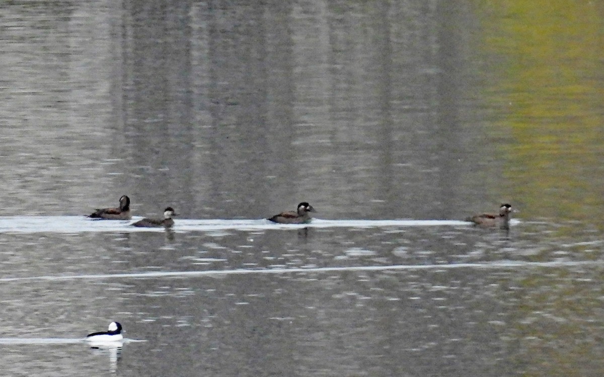 Surf Scoter - ML626324719