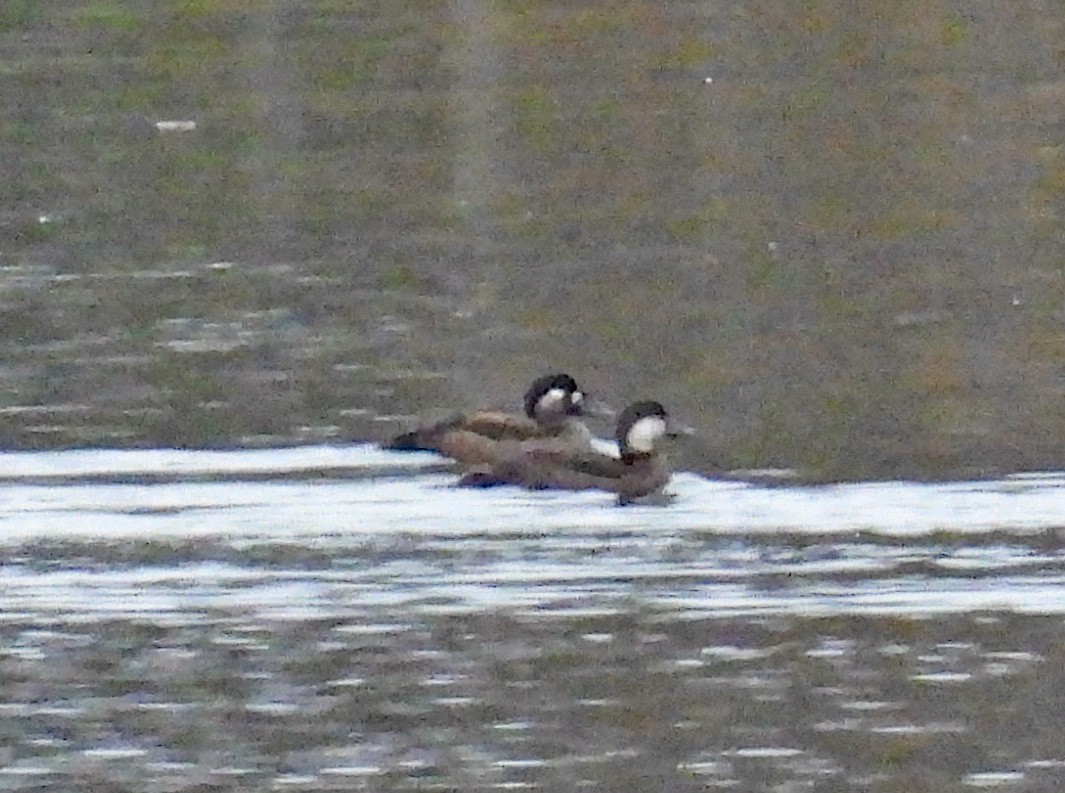 Black Scoter - ML626324730