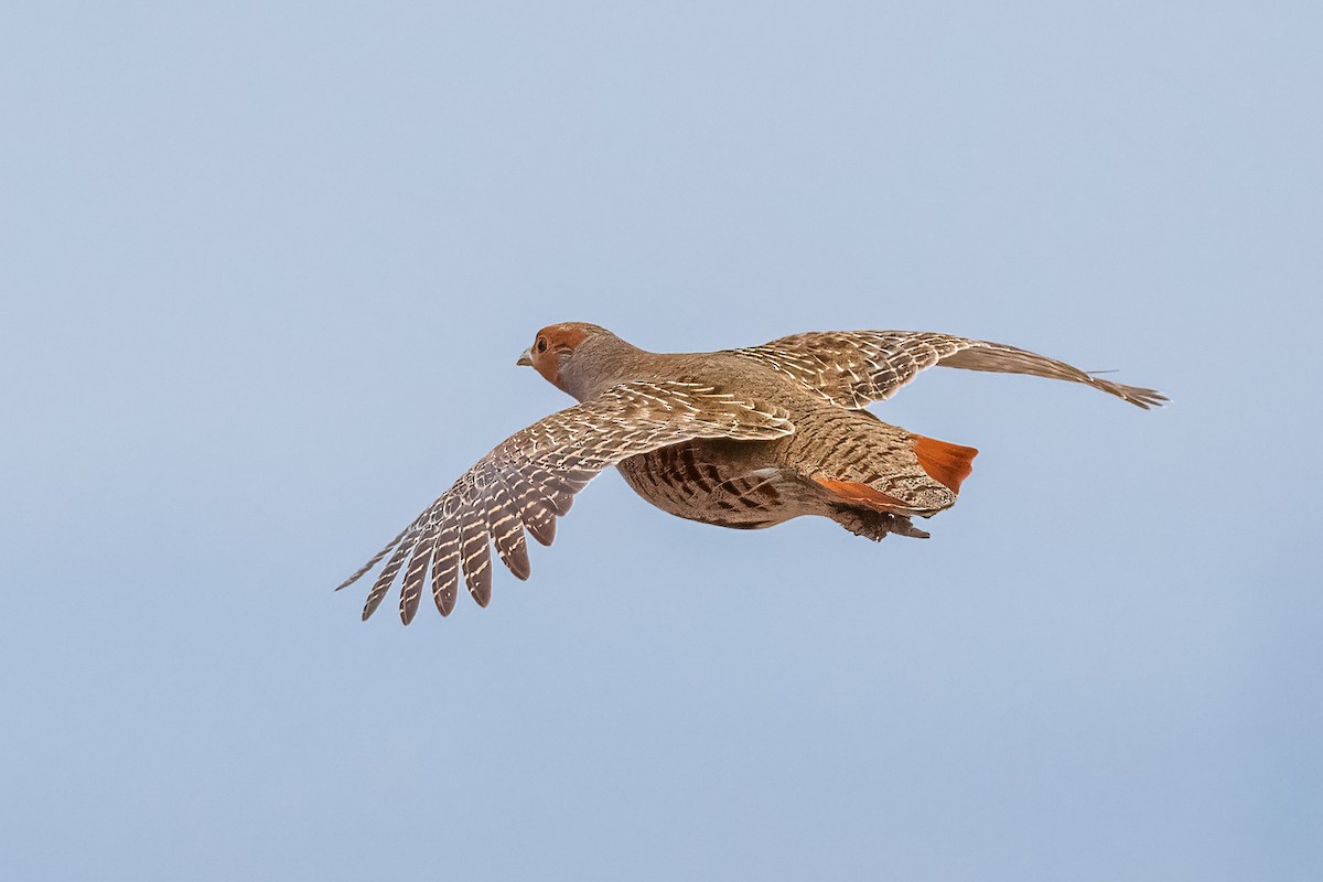 Gray Partridge - ML626324927