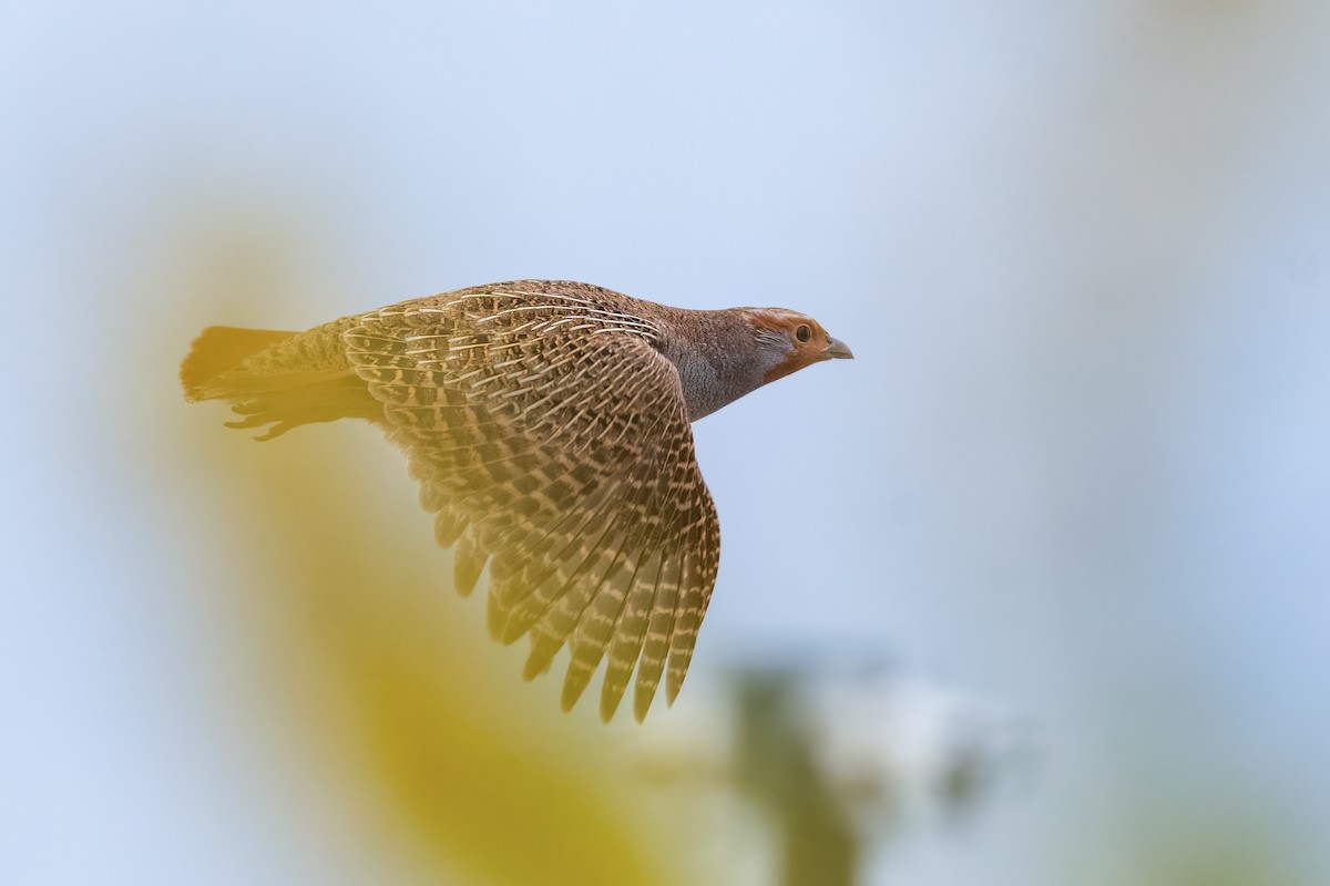Gray Partridge - ML626324933