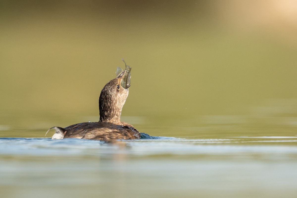 Pied-billed Grebe - ML626325046