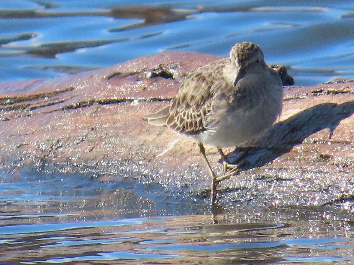 Least Sandpiper - ML626325103