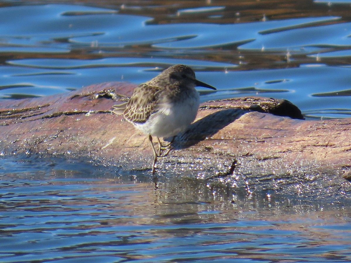 Least Sandpiper - ML626325104