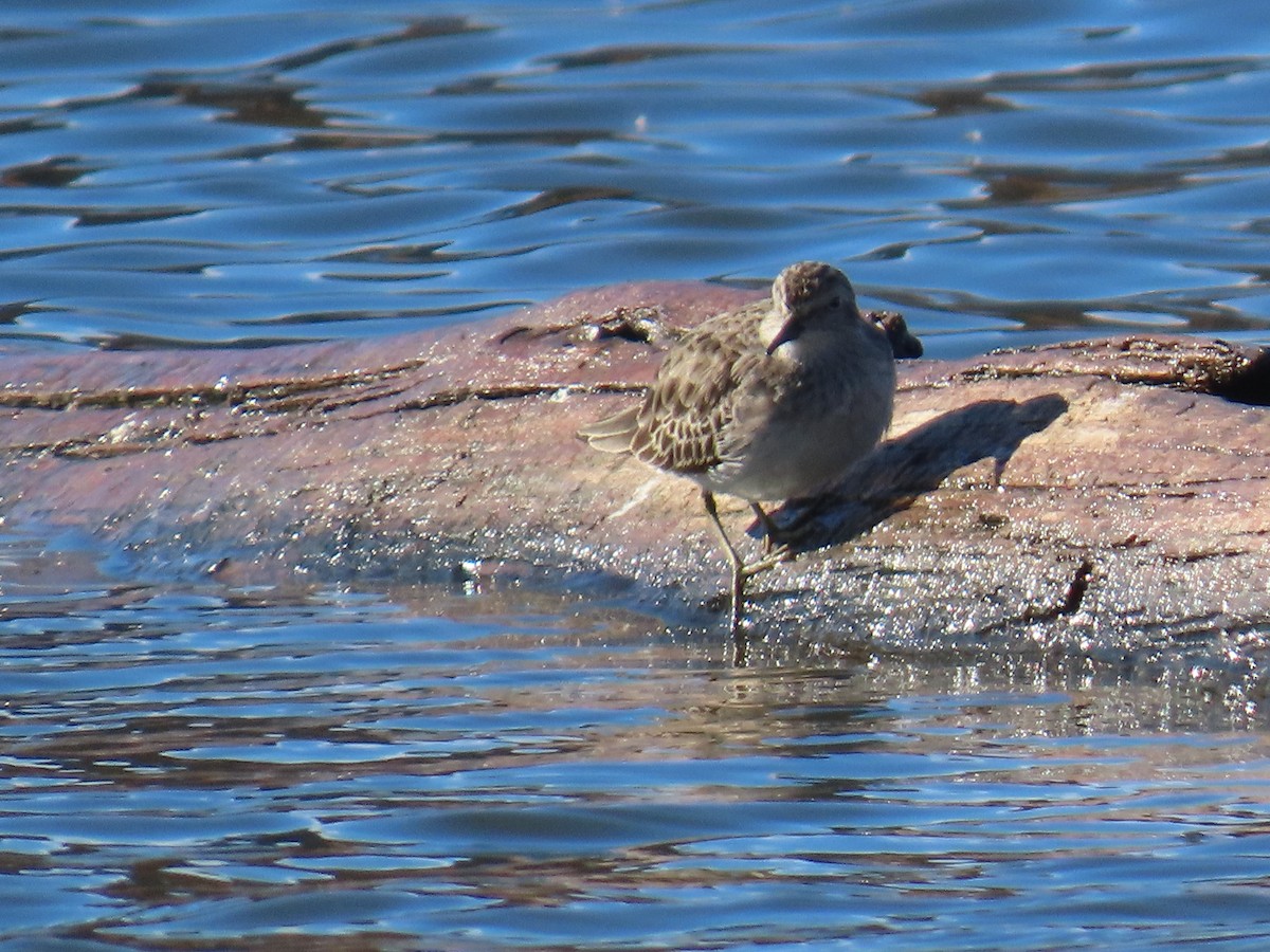 Least Sandpiper - ML626325105