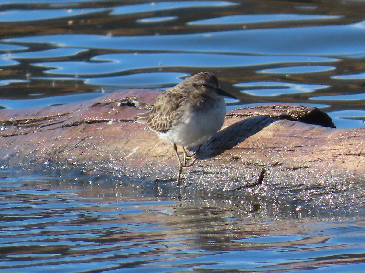 Least Sandpiper - ML626325106